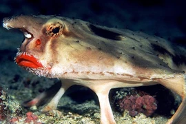 Dung nhan "gái làng chơi" khét tiếng dưới đáy biển sâu 