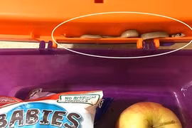 Chuyện lạ hôm nay: Mở hộp cơm, mẹ điếng người với sinh vật này 