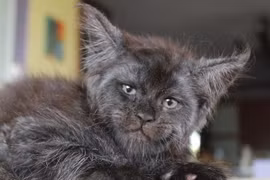 Sửng sốt mèo có khuôn mặt của con người đầy ám ảnh