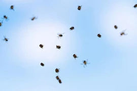 Những “quái vật” đột ngột từ trên trời rơi xuống 