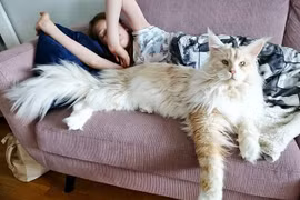 Choáng váng chú mèo khổng lồ to gần bằng người 