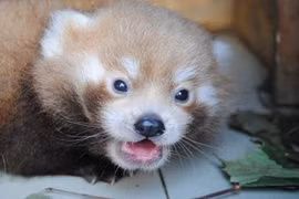 Ảnh gấu trúc đỏ cực hiếm mới chào đời ở Anh 