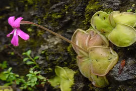 Những loài cây tàn bạo nhất vương quốc thực vật 