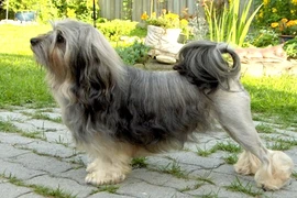 Cận cảnh giống chó quý hiếm và đắt đỏ nhất thế giới