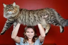 Những con mèo to hơn cả chó gây choáng