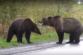 Cãi nhau dữ dội, gấu nâu khổng lồ kịch chiến giữa đường