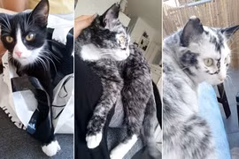 Kỳ quặc mèo đen bị bạch biến, đổi màu lông mỗi ngày