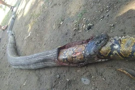 Kết thúc bi thảm của rắn hổ mang khi săn giết trăn khổng lồ 