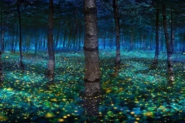 Vũ điệu đom đóm khiến ai xem cũng choáng ngợp