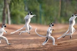 Thấy nhiếp ảnh gia, vượn cáo tinh nghịch làm điều bất ngờ