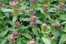 Loạt cây thuốc quý hỗ trợ điều trị bệnh ung thư gan