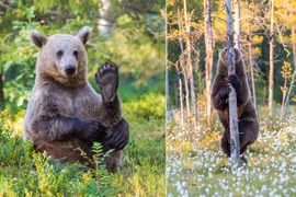 Khoảnh khắc không biết giấu mặt vào đâu của gấu nâu hoang dã 