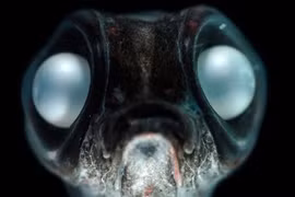 Những động vật sống được ở Nam Cực một cách khó tin