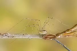 Kỳ lạ loài nhện có tên “Bố yêu chân dài“