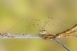 Kỳ lạ loài nhện có tên “Bố yêu chân dài“