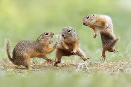 Ảnh cực ấn tượng về cuộc chiến của loài sóc đất