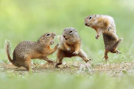 Ảnh cực ấn tượng về cuộc chiến của loài sóc đất