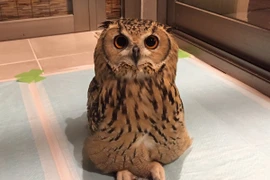 Choáng váng cảnh cú mèo “khoe” ngồi bắt chéo chân và sự thực