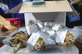 Chấn động hơn 1.500 rùa quý hiếm trong hành lý sân bay