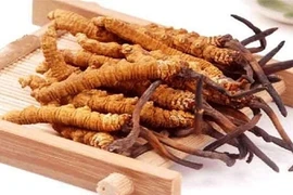 Đông trùng hạ thảo của Việt Nam có thể còn tốt hơn của Tây Tạng