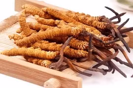 Đông trùng hạ thảo của Việt Nam có thể còn tốt hơn của Tây Tạng