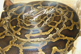 Choáng váng với những động vật xâm lấn không thể ngờ (2)