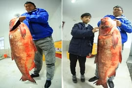 "Chân dung" cá mè "thành tinh", nặng 65kg vừa câu được