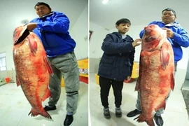 "Chân dung" cá mè "thành tinh", nặng 65kg vừa câu được
