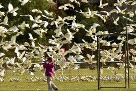 Hãi hùng loài chim vẹt trắng “khủng bố” dân bằng âm thanh 