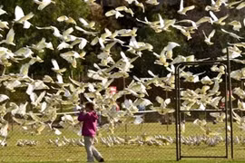 Hãi hùng loài chim vẹt trắng “khủng bố” dân bằng âm thanh 