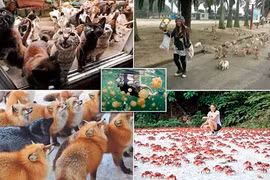 Kỳ lạ những nơi động vật “đóng đô”, tạo “thương hiệu” riêng