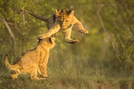 Ngoạn mục anh em sư tử kịch chiến đầy bản lĩnh 