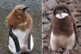 Bộ mặt khác lạ của chim cánh cụt khiến ai cũng ngỡ ngàng