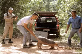 Tatu khổng lồ "khó gặp" nhất vô tư dạo ngoài đường lớn 