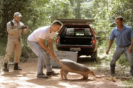 Tatu khổng lồ "khó gặp" nhất vô tư dạo ngoài đường lớn 