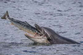 Ấn tượng khoảnh khắc cá heo nuốt chửng cá hồi