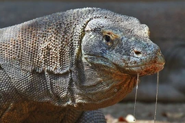 Hình ảnh về rồng Komodo có nọc độc kinh khiếp
