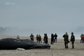 Cá voi lưng gù chết thảm dạt vào bờ ở New York