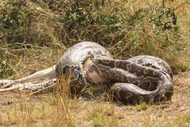 Cận cảnh trăn đá châu Phi nuốt chửng bữa ăn siêu lớn 