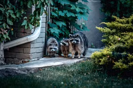 Nghe tiếng hét rợn người, ngó vào sân thấy cảnh tượng bủn rủn...