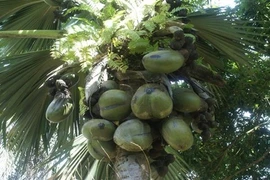 Sự thật khó tin nổi có thật về các loại trái cây 