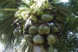 Sự thật khó tin nổi có thật về các loại trái cây 