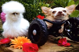 Cảm động cô gà quý hiếm giúp đỡ bạn chó mất chân 