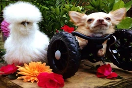 Cảm động cô gà quý hiếm giúp đỡ bạn chó mất chân 