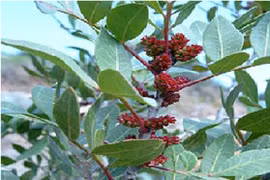 Nhựa nhũ hương giảm đau