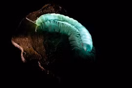 Loài rết huỳnh quang, phát sáng để... ân ái viên mãn