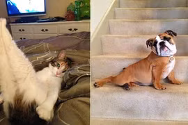 Chết mê ảnh động vật tạo dáng chụp ảnh gợi cảm 