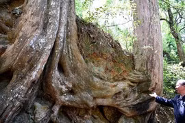 Cây thông đỏ “thành tinh”, hơn 450 tuổi "quấn quýt" gây sốc