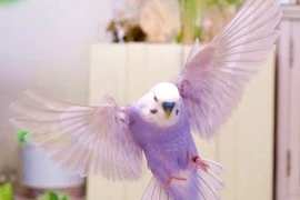 "Tan chảy" với giống vẹt tím tưởng chỉ có ở xứ thiên đường