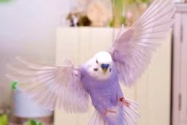 "Tan chảy" với giống vẹt tím tưởng chỉ có ở xứ thiên đường
